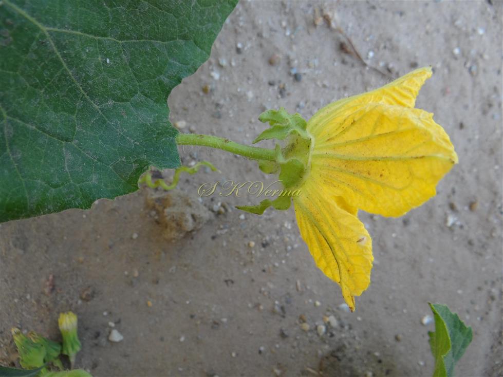  Male Flower